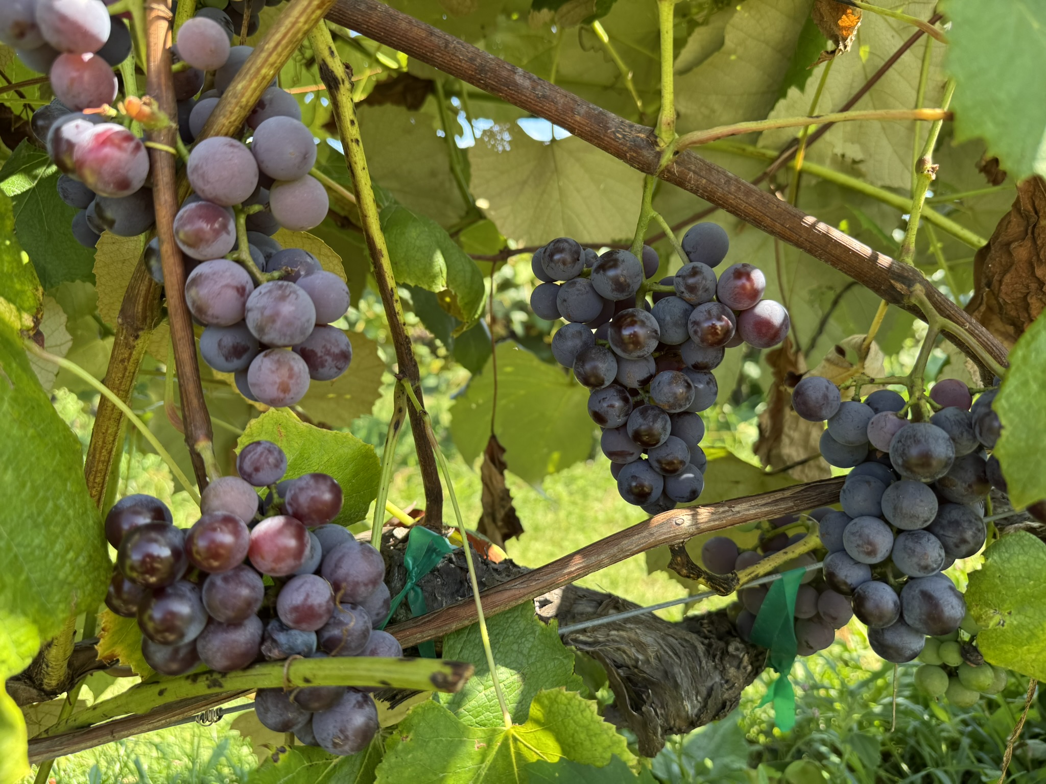Concord grapes hanging from a vine.
